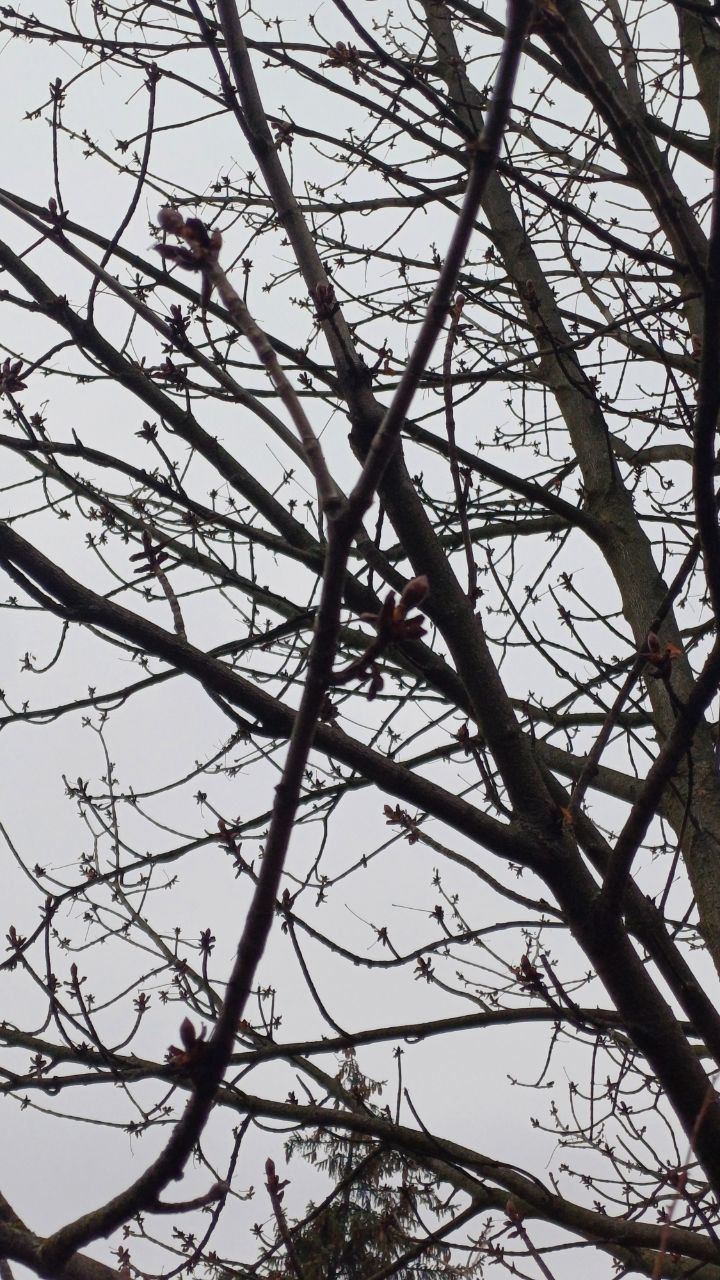 фото_2025-11-27_14-32-57 Почки на деревьях