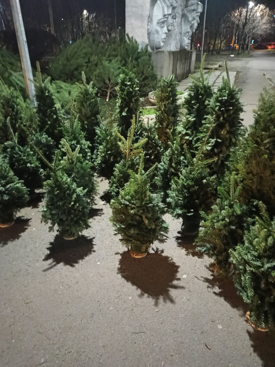 photo_2025-12-03_18-20-01 (3) Ялинки, які продають на бульварі Слави