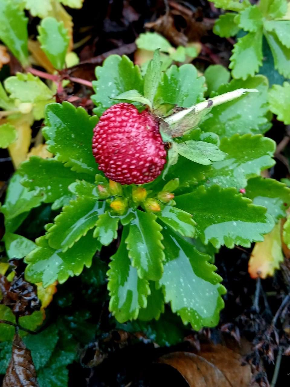 photo_2025-12-07_10-01-54