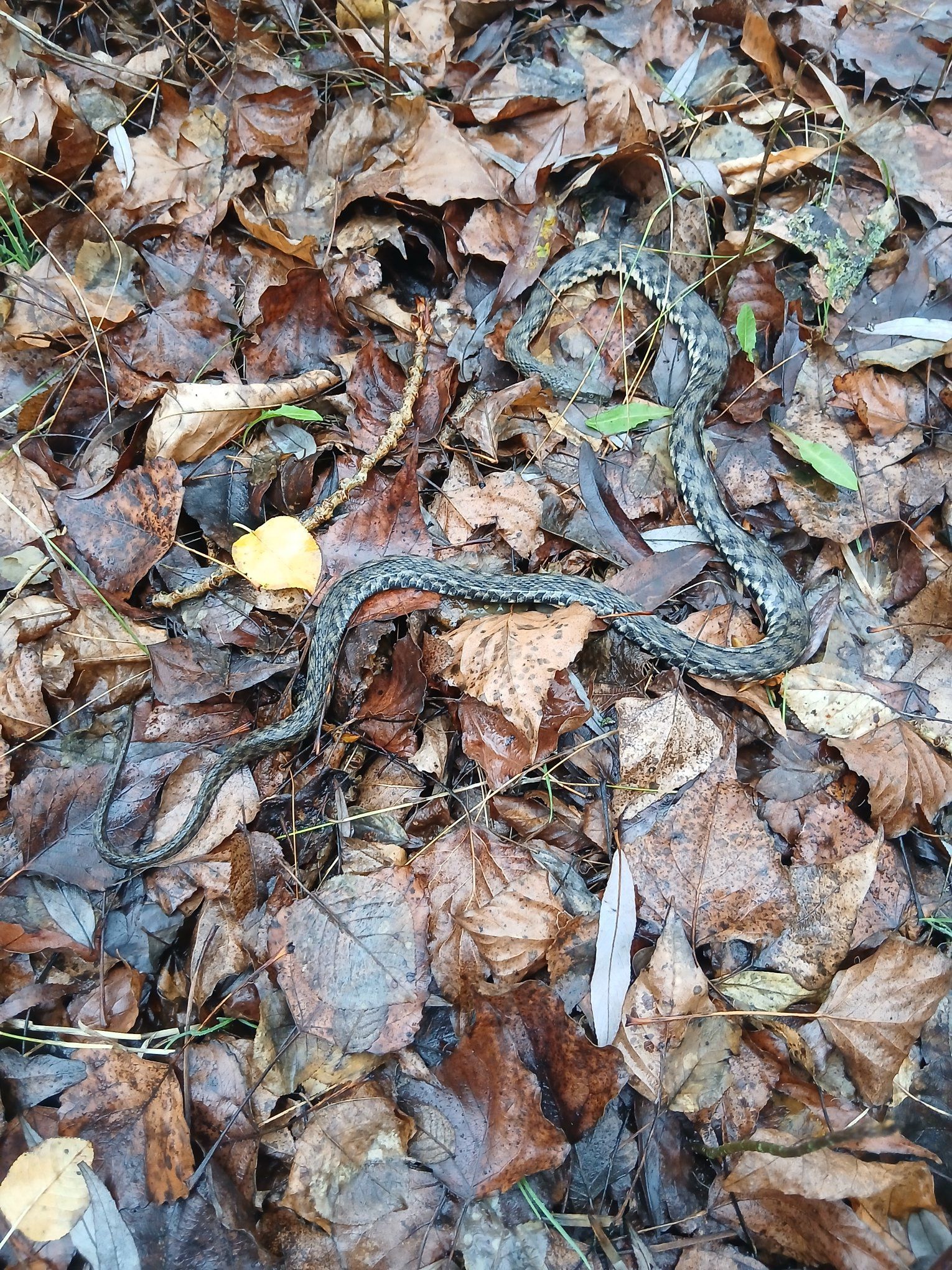 595566282_32936426209305716_8726287935266276937_n Загинув вуж водяний. Фото: Наталка Михайличенко