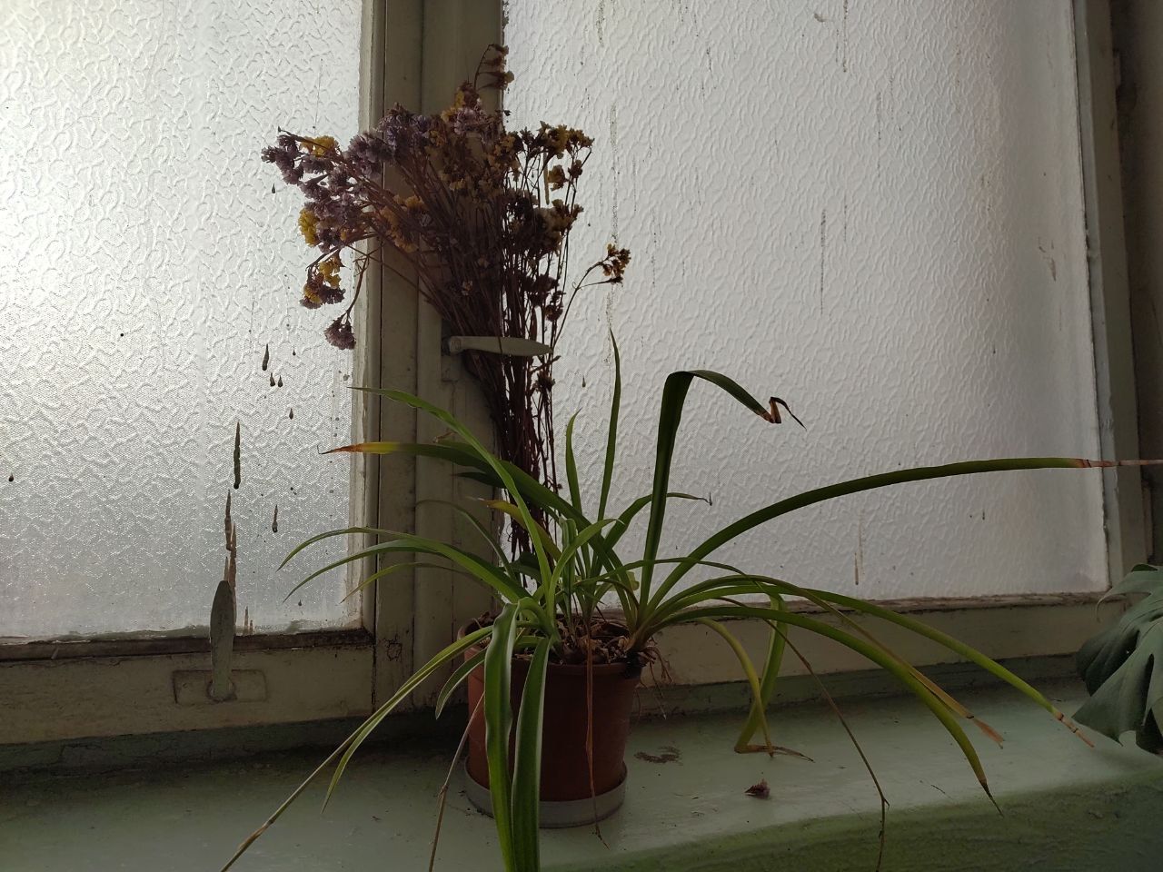 photo_2025-12-07_15-30-01 (3) Засушений букет польових квітів