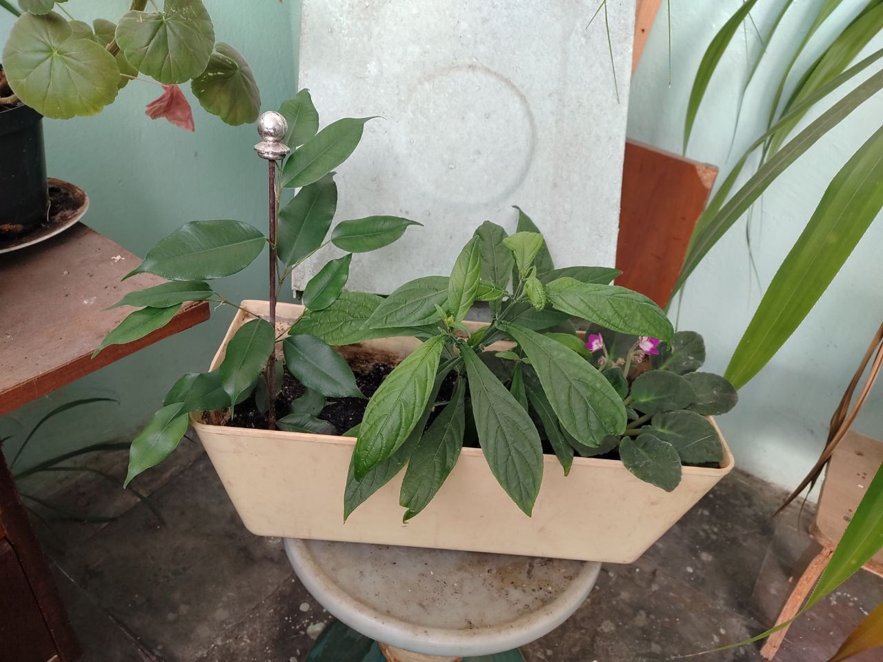 photo_2025-12-07_15-30-01 (4) Квіти, які з'явилися в під'їзді