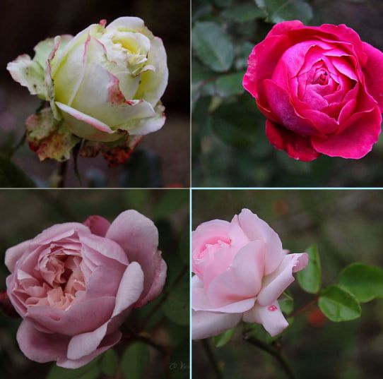 фото_2025-12-12_08-53-56 Декабрьские розы. Фото: Оксана Вернер