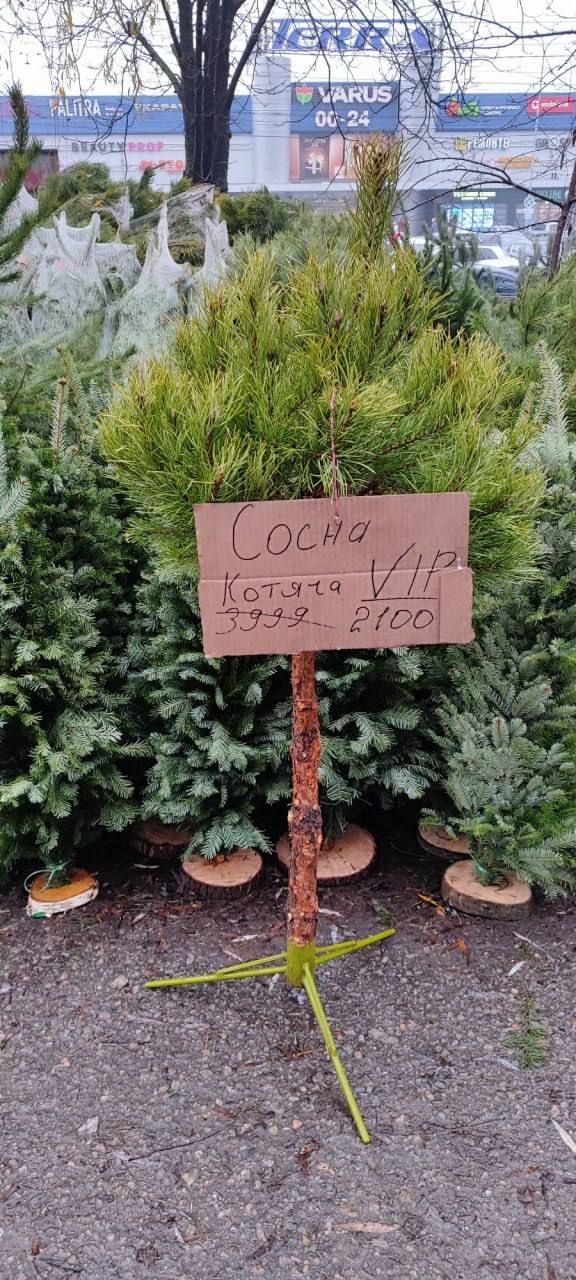 photo_2025-12-15_10-09-12 Котяча сосна