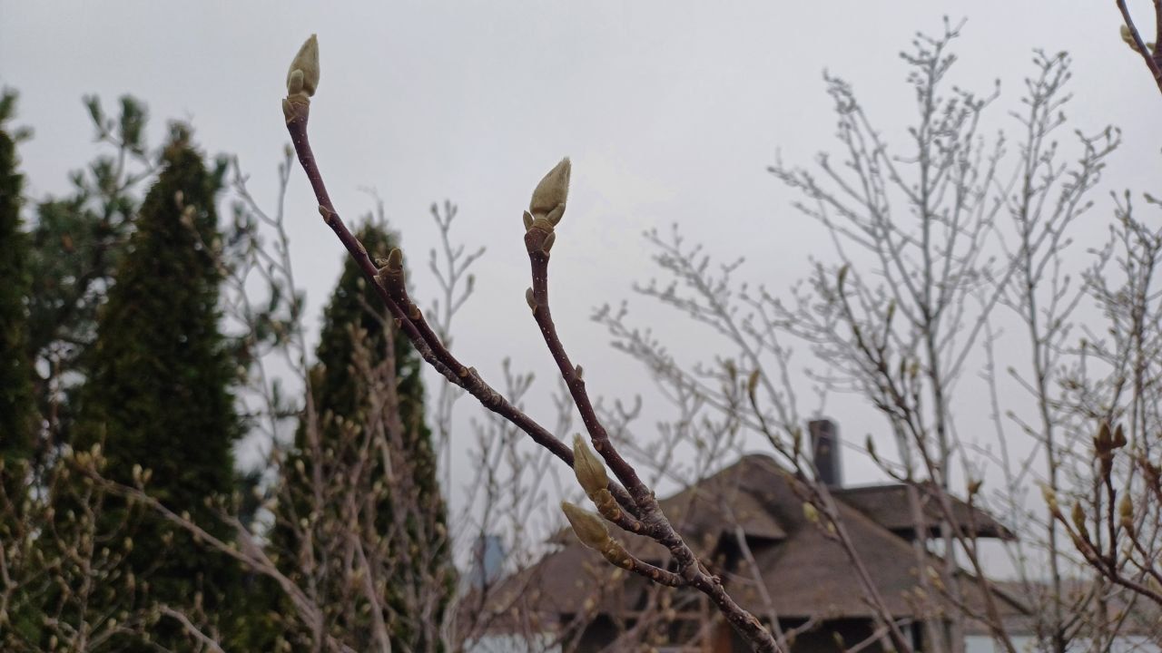 IMG_20251217_140422_503 Почки на магнолиях