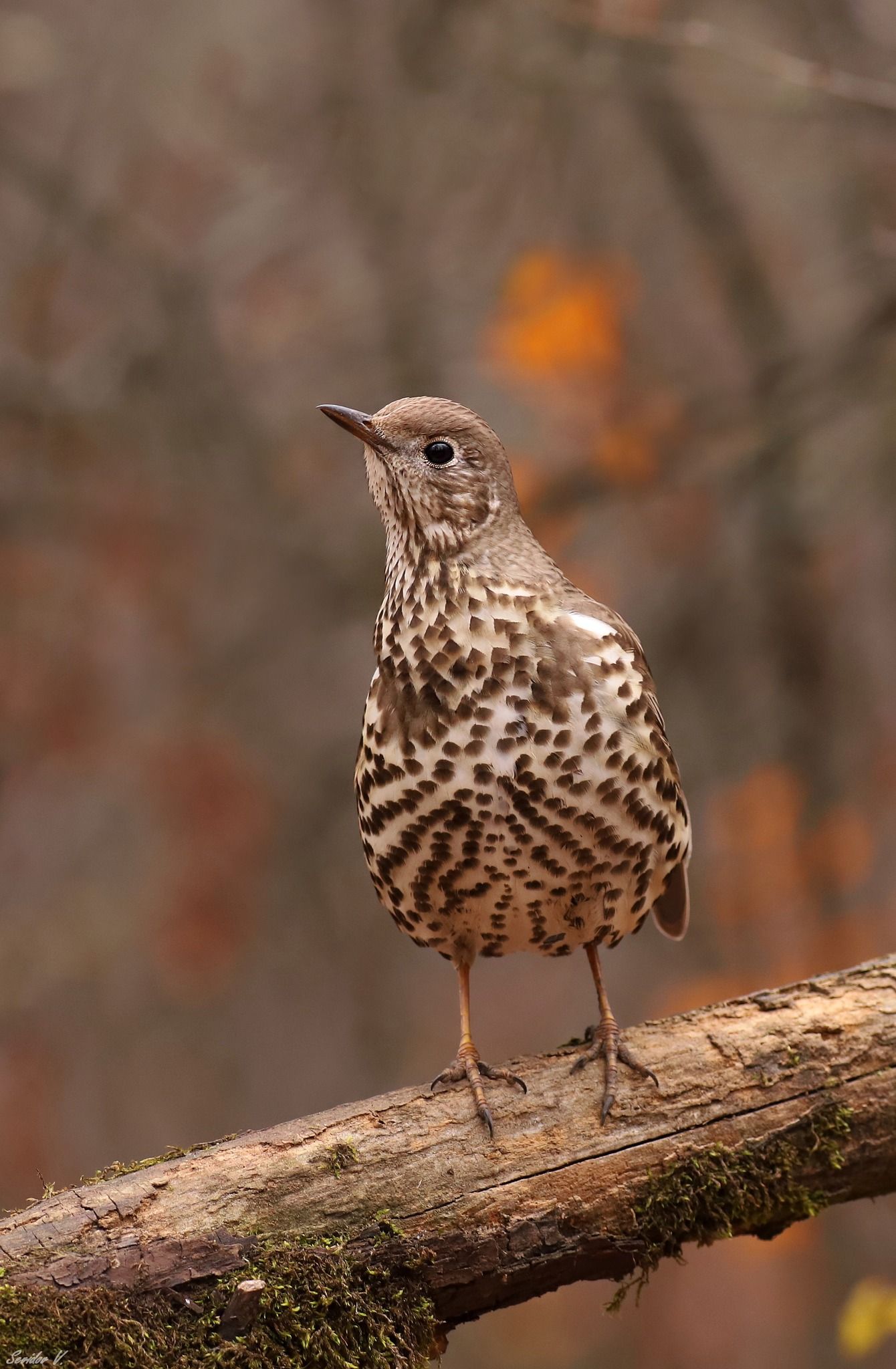 596536690_3760963064207834_8220409959241376619_n Дрізд-омелюх. Фото: Віктор Севідов