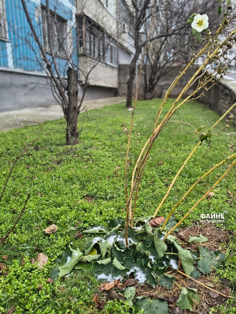 Мальва у Дніпрі