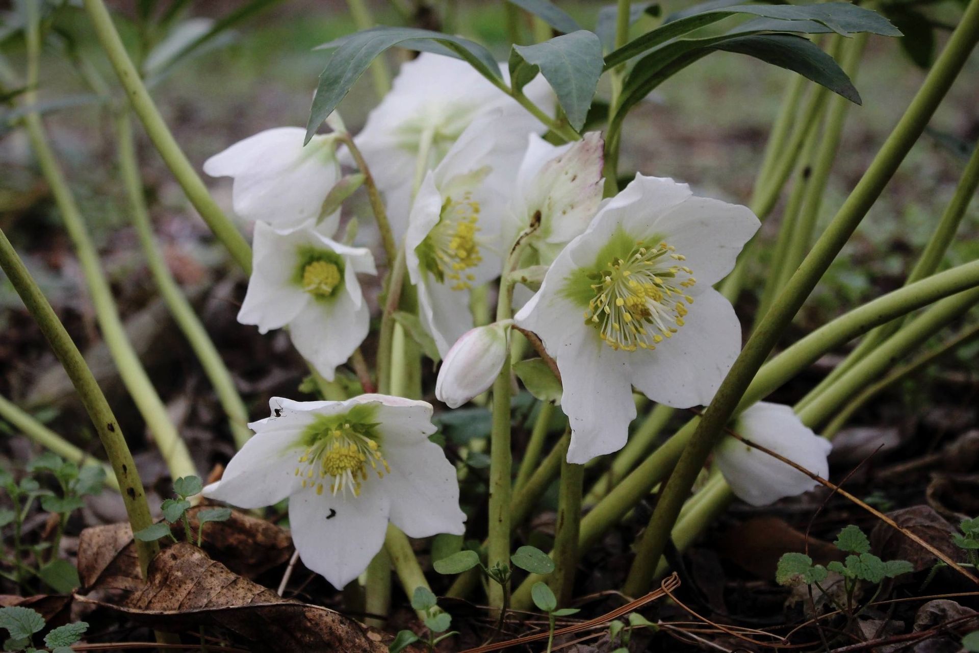 Чемерник. Фото: Оксана Вернер