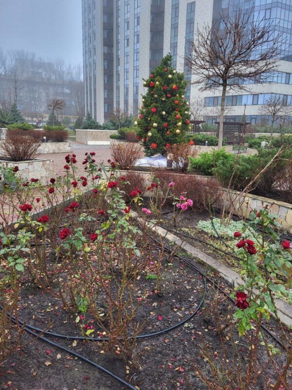 Елка и розовый минисад