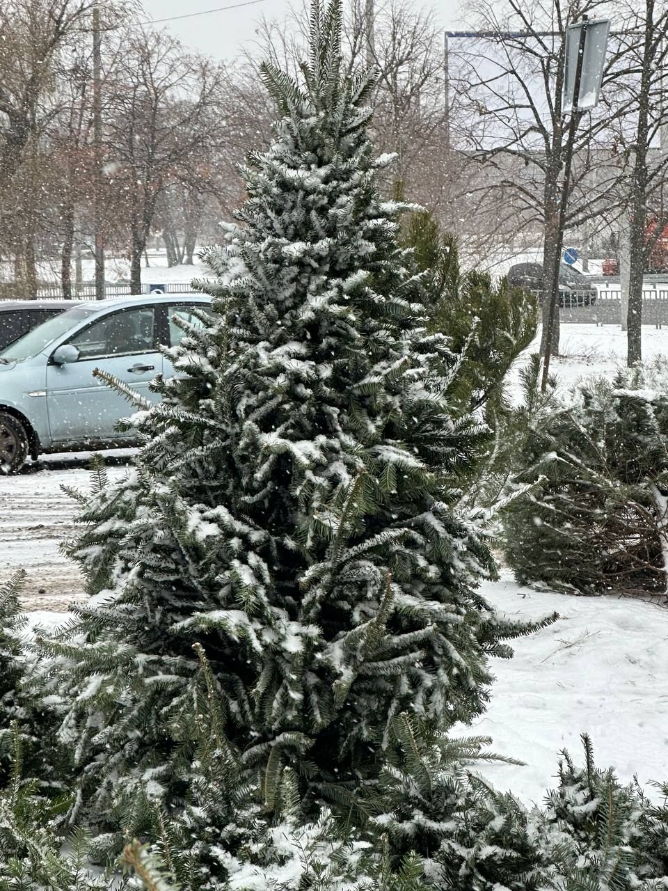 Ялиця. Фото: Dnepr.info