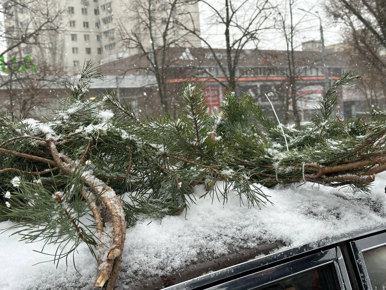 Гілки. Фото: dnepr.info