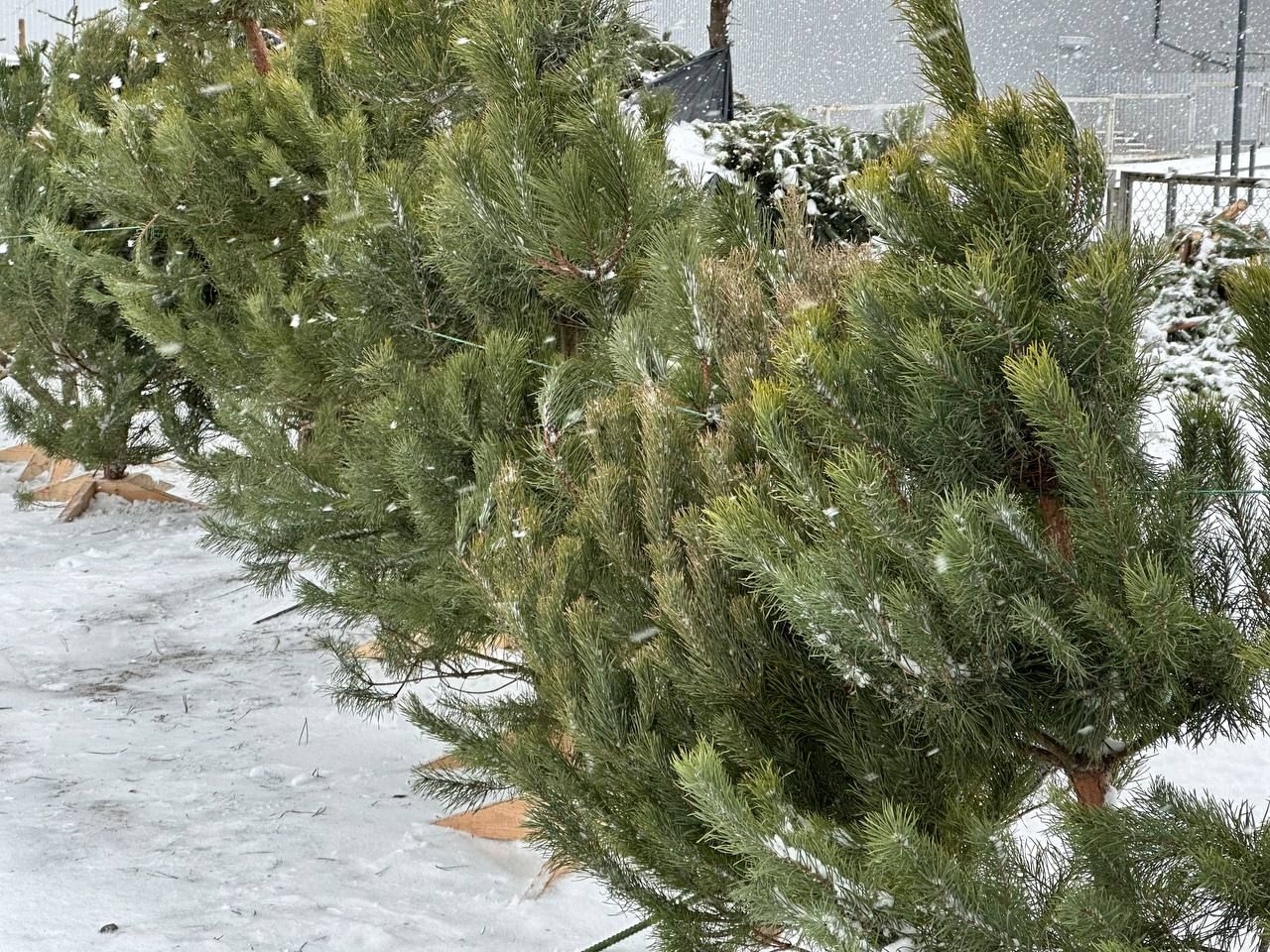 Сосни кримські. Фото: dnepr.info