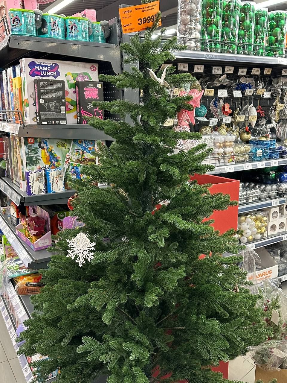 До 8 тисяч за дерево: у Дніпрі ціни на ялинки б’ють рекорди 