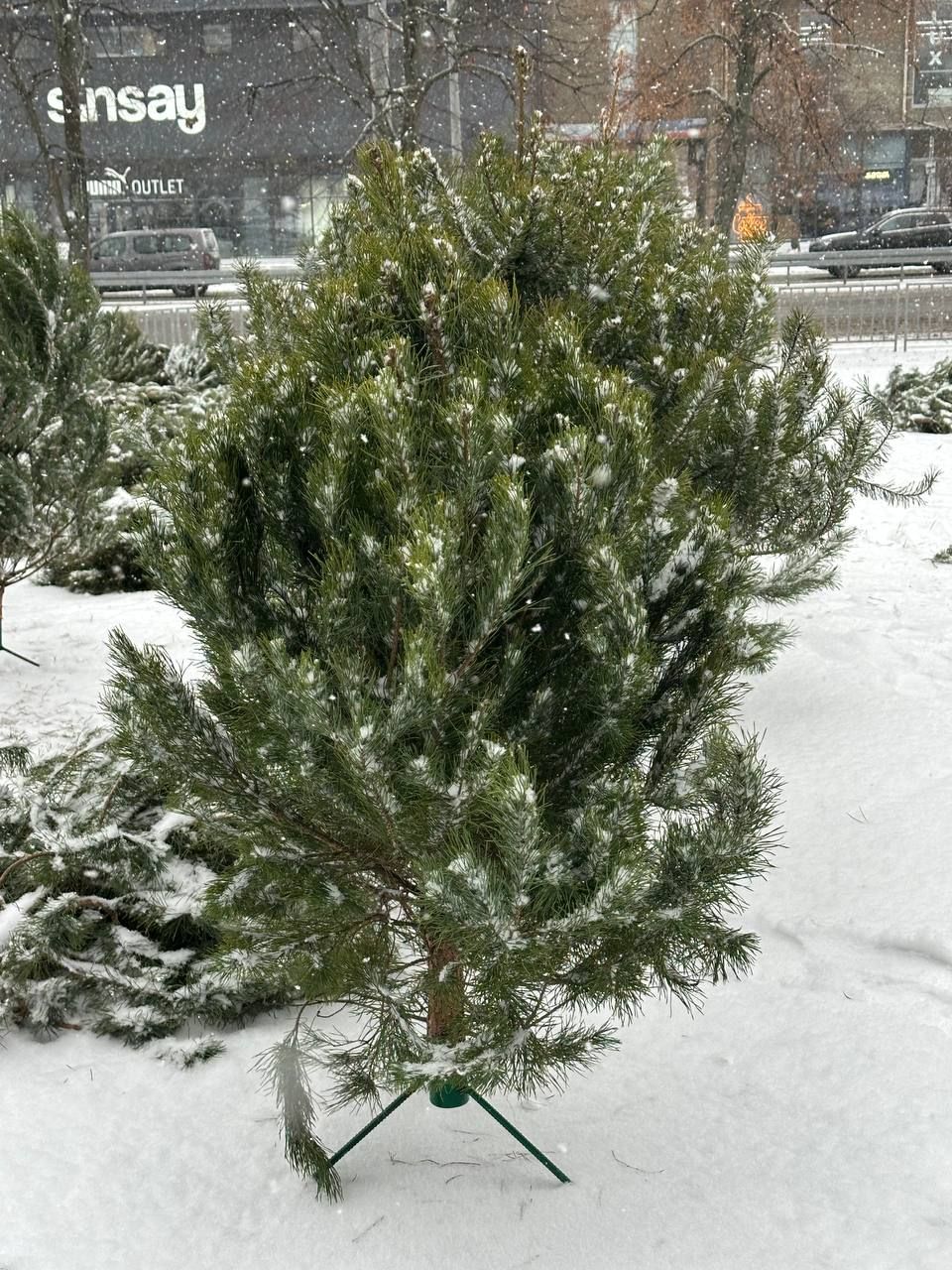 Сосна звичайна. Фото: dnepr.info