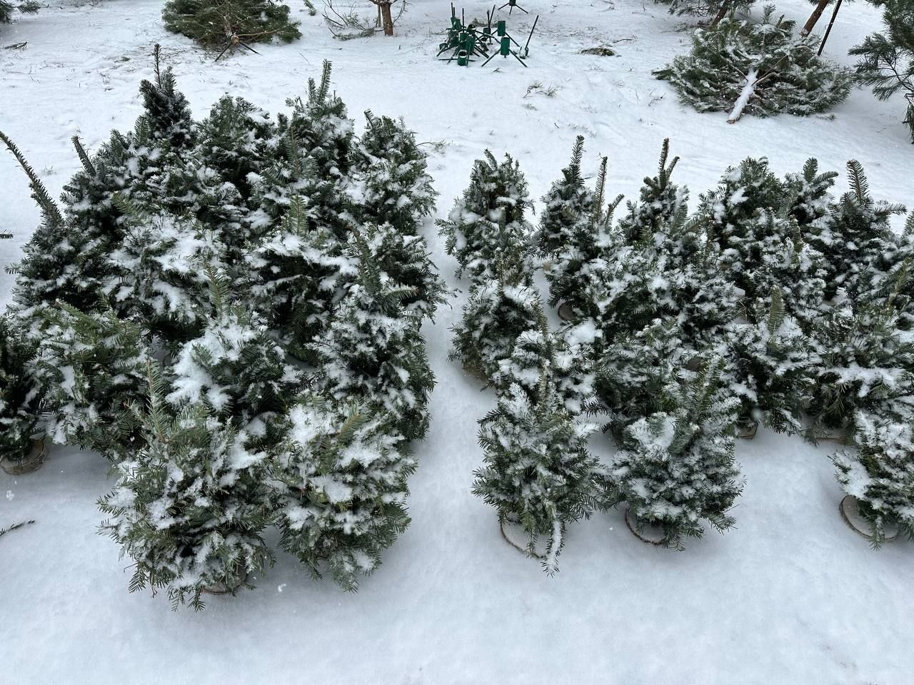 Зібрані ялинки. Фото: dnepr.info