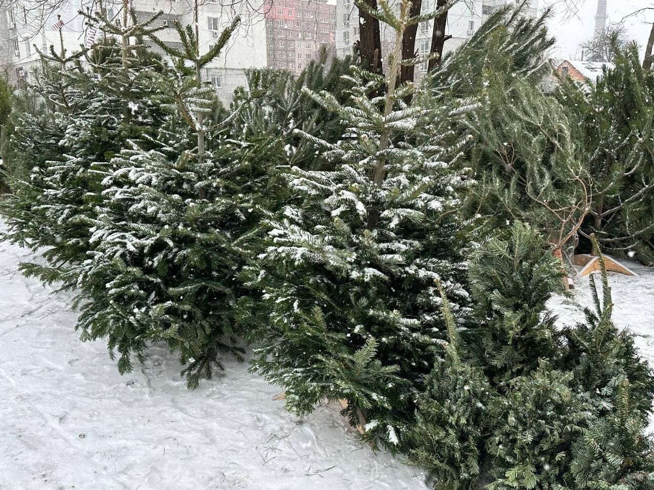 Ялиці Нордмана. Фото: dnepr.info