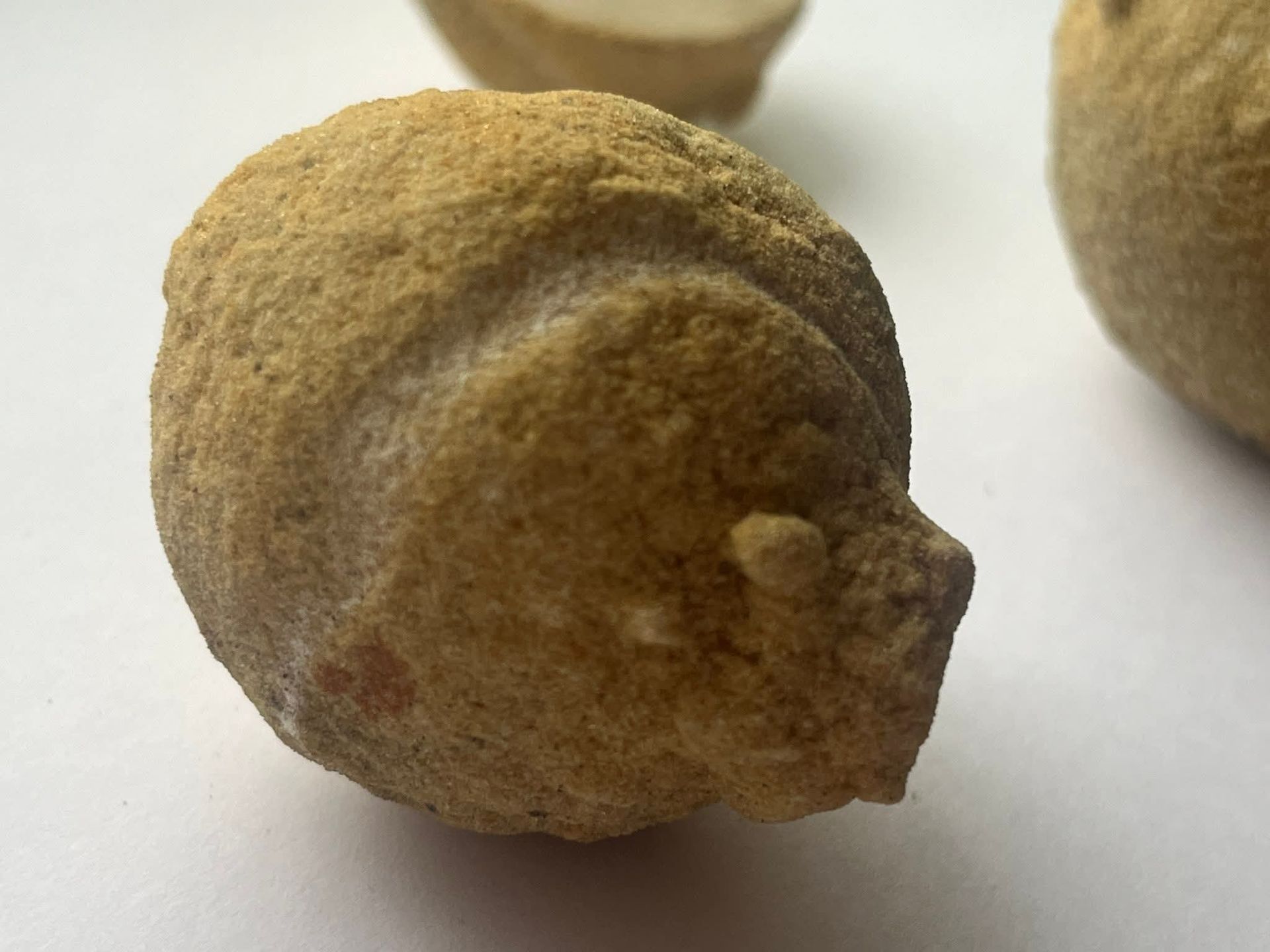 FB_IMG_1767690280611 Кульки піску яким 50 млн років