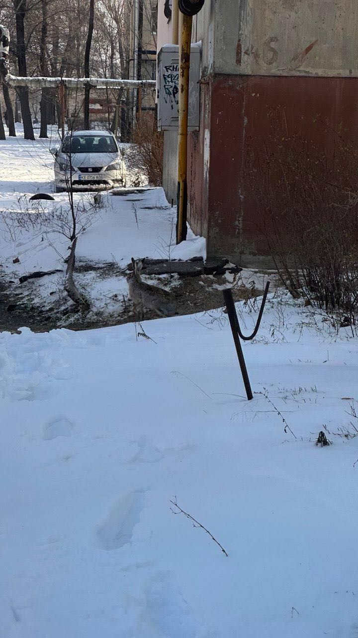 Тот самый заяц