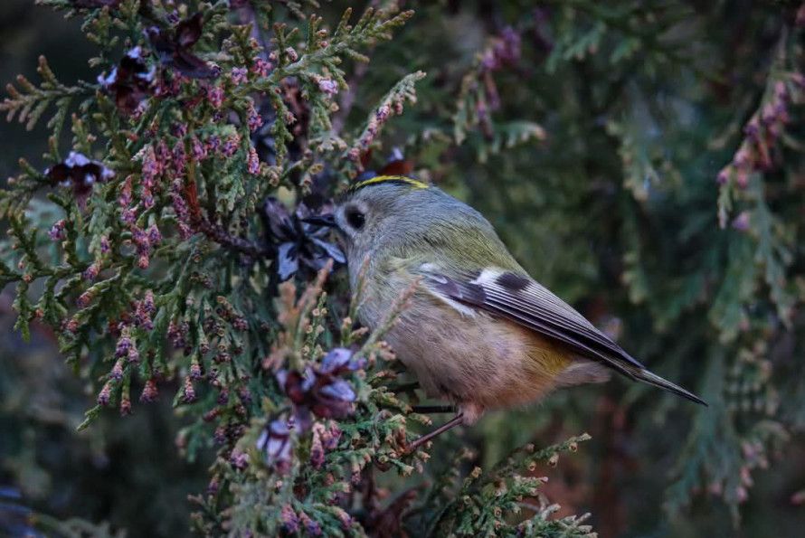 Золотомушка