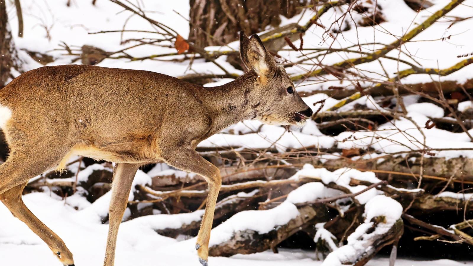 В заснеженном лесу под Днепром сняли сарну европейскую: фото