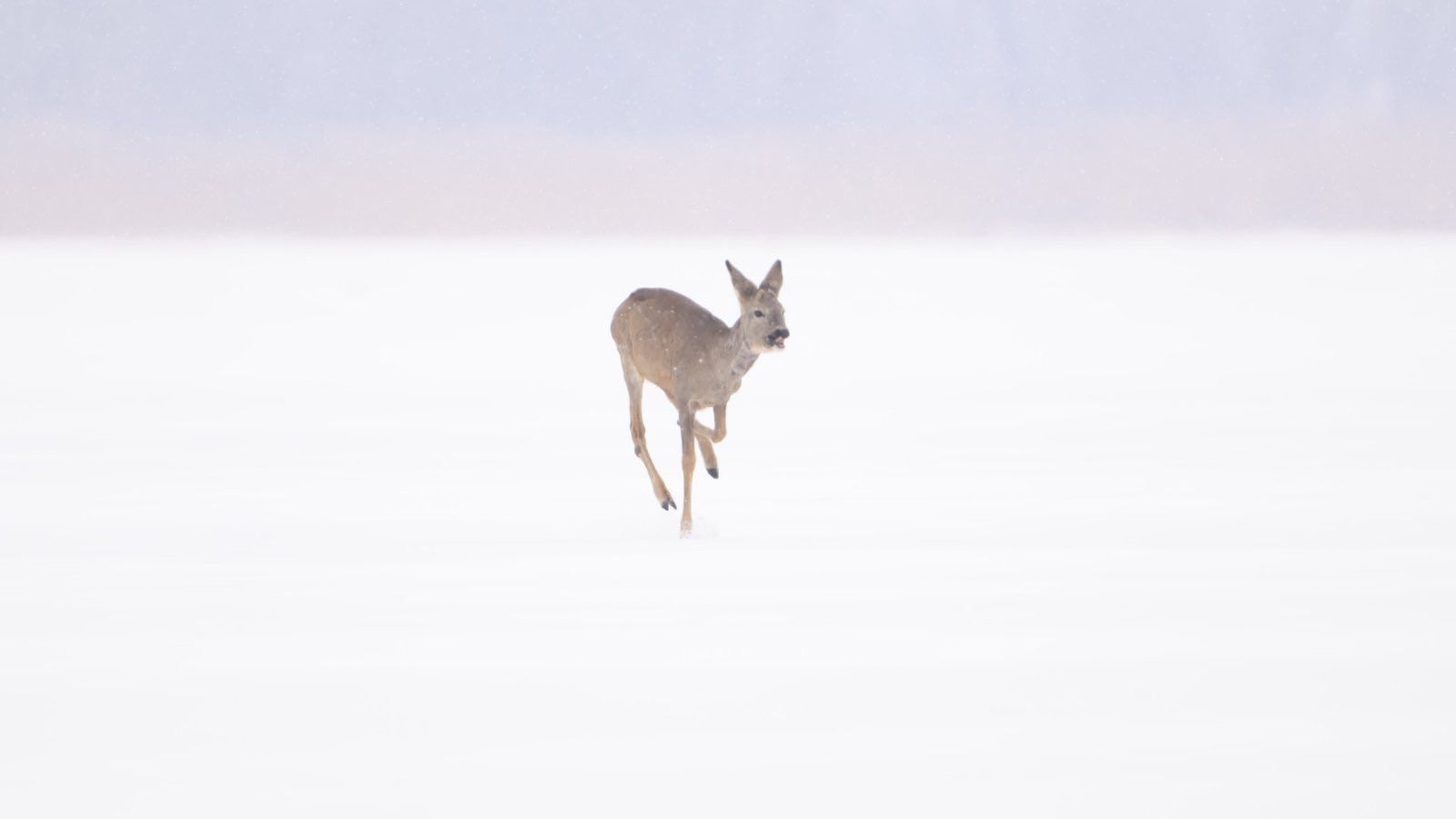 В заснеженном лесу под Днепром сняли сарну европейскую: фото