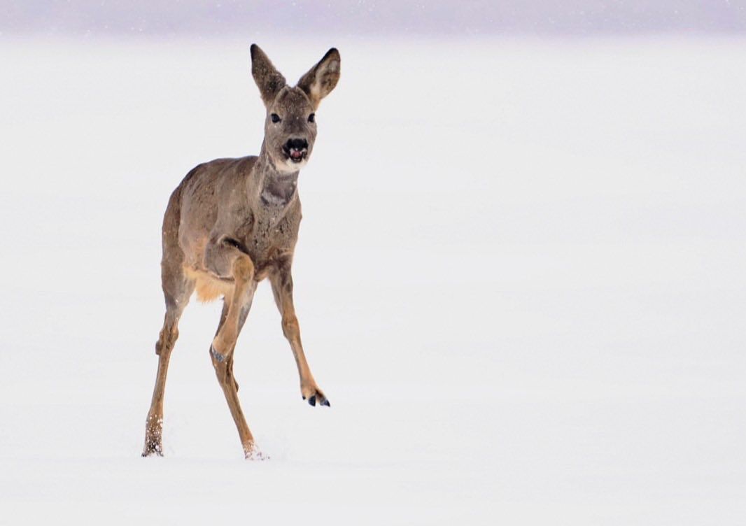 В заснеженном лесу под Днепром сняли сарну европейскую: фото
