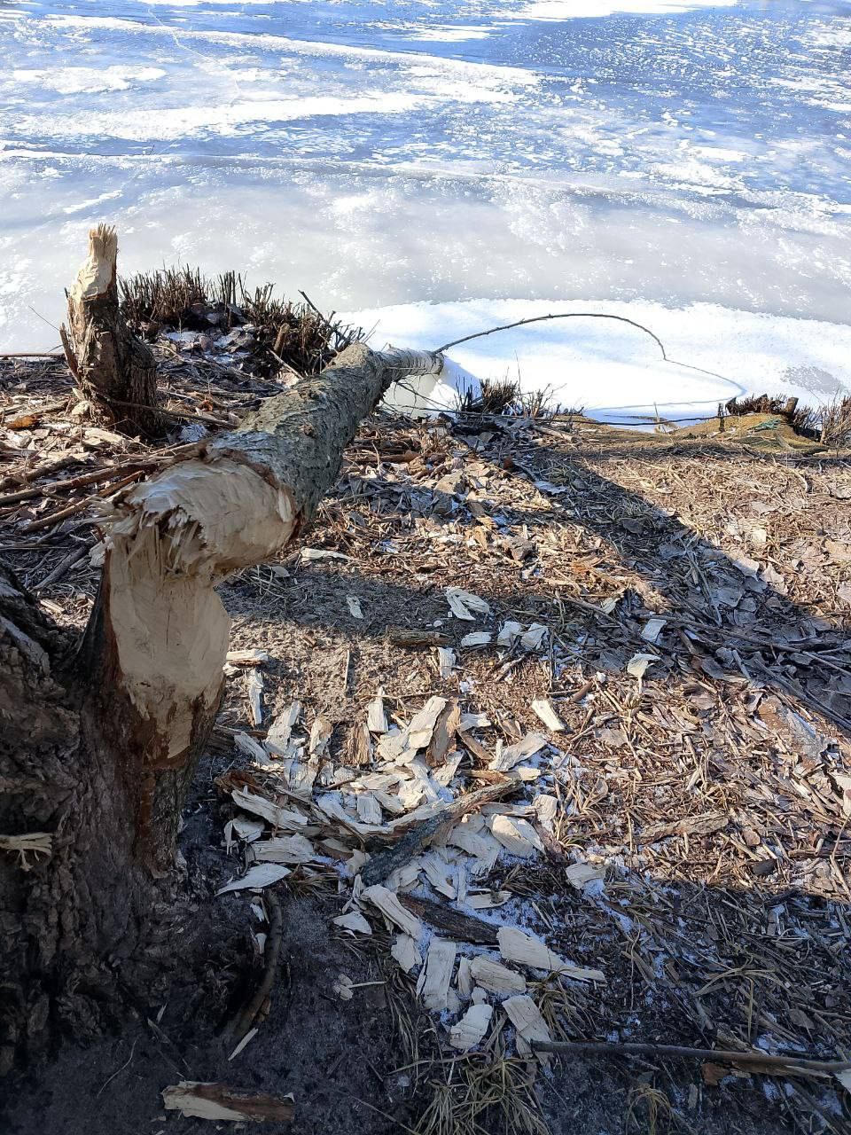 Наслідки життєдіяльності бобрів