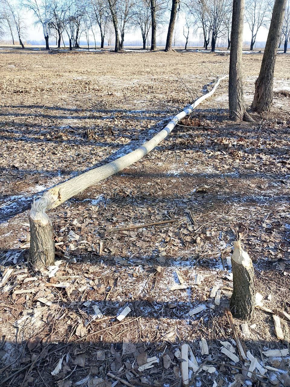 Впале деревце через бобрів