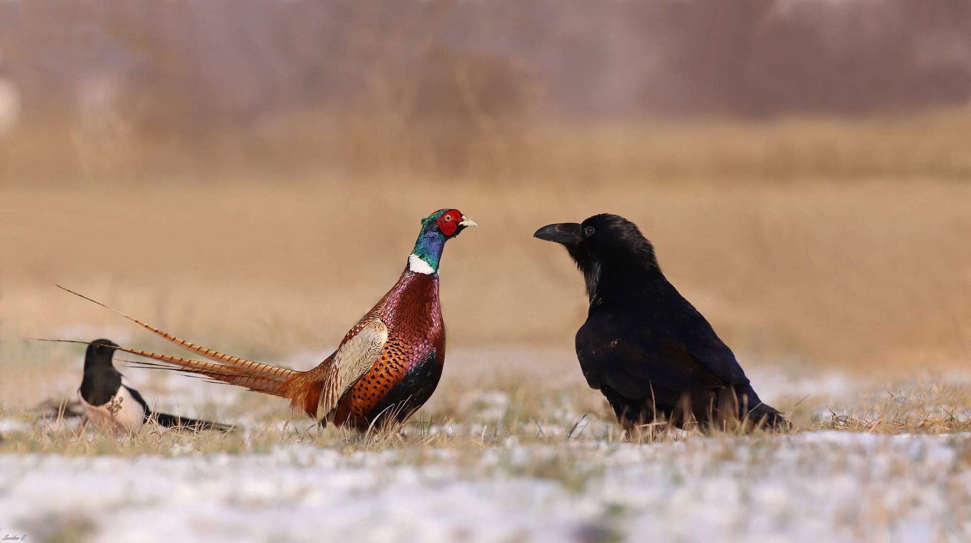 Фазан дал отпор наглому крюку