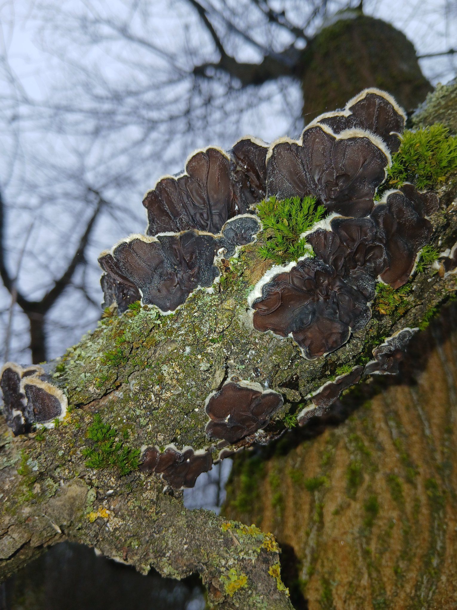 Аурикулярия извилистая. Фото: "Грибы Украины".