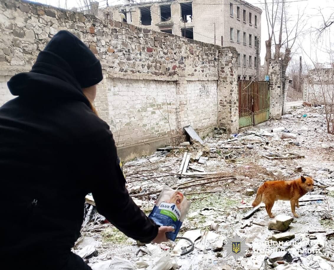 Правоохранители накормили собак