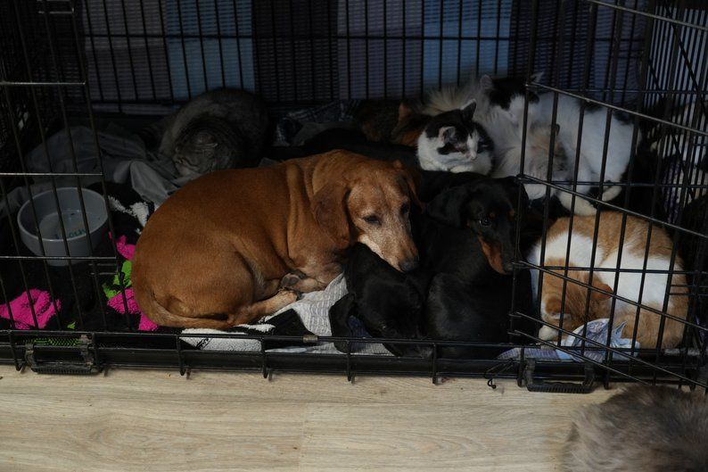 Такси у притулку. Фото: "Суспільне".