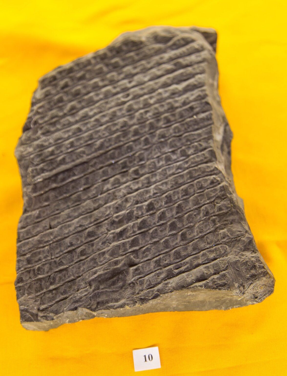 В музее Днепра появились уникальные окаменелости в возрасте до 540 млн. лет