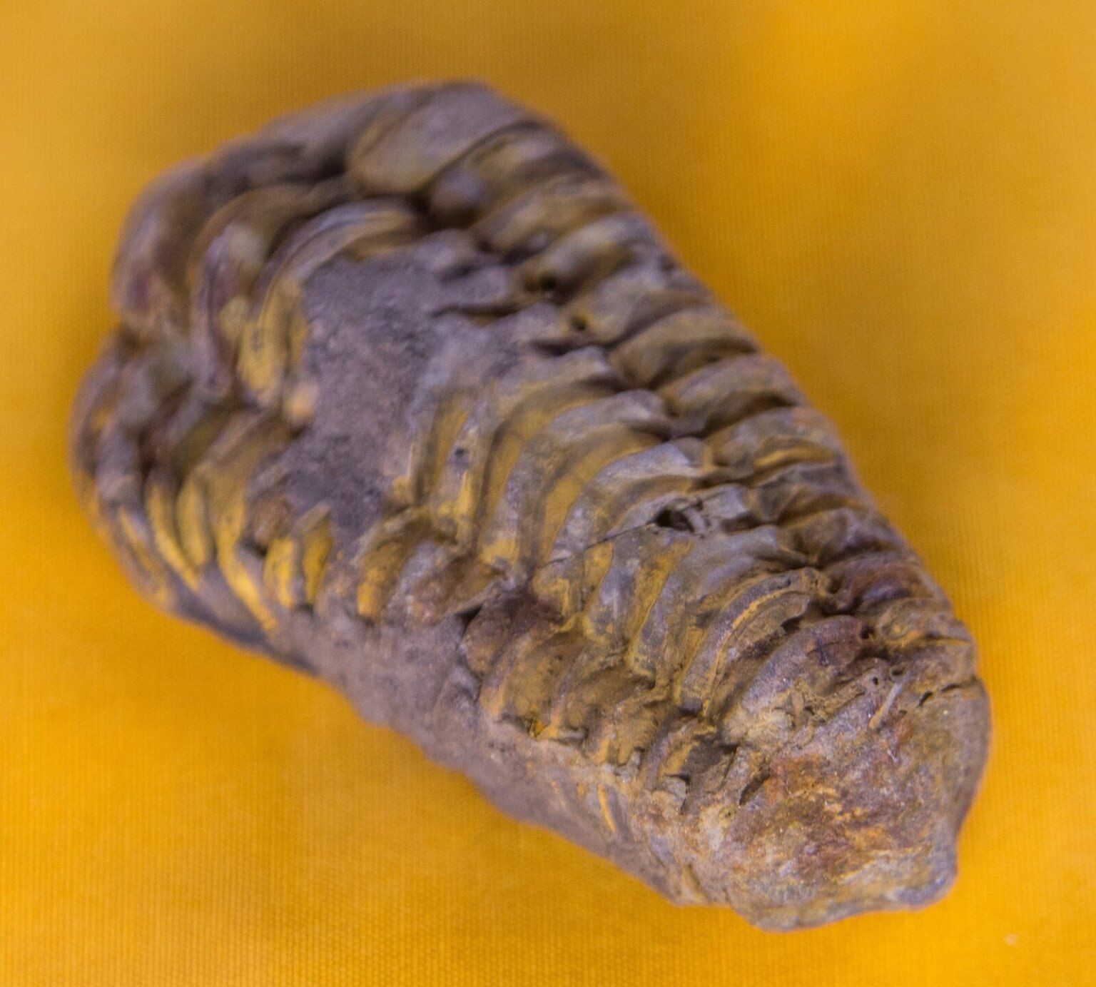 В музее Днепра появились уникальные окаменелости в возрасте до 540 млн. лет