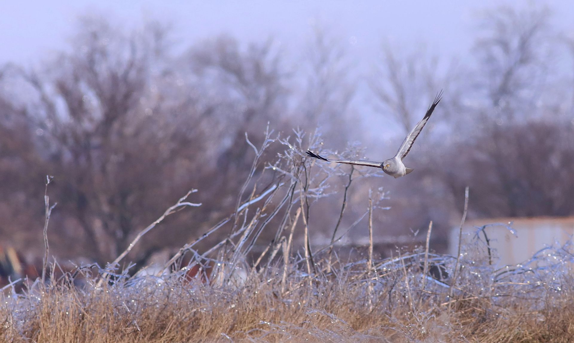 Лунь полевой во время охоты. Фото: Виктор Севидов
