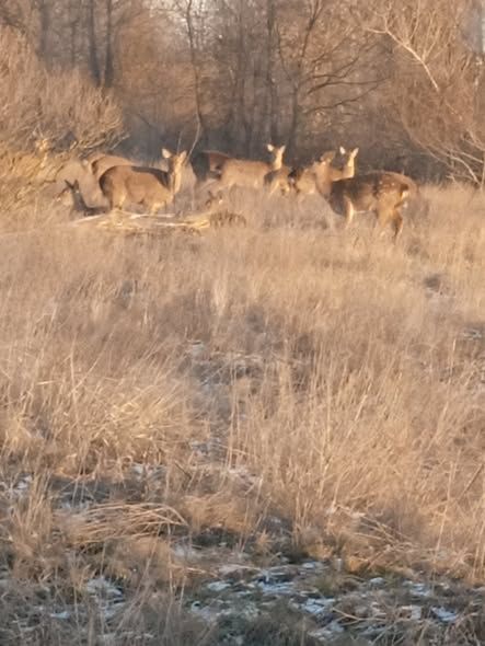 641642310_34228659830082341_3198191842750722902_n Олені в заповіднику
