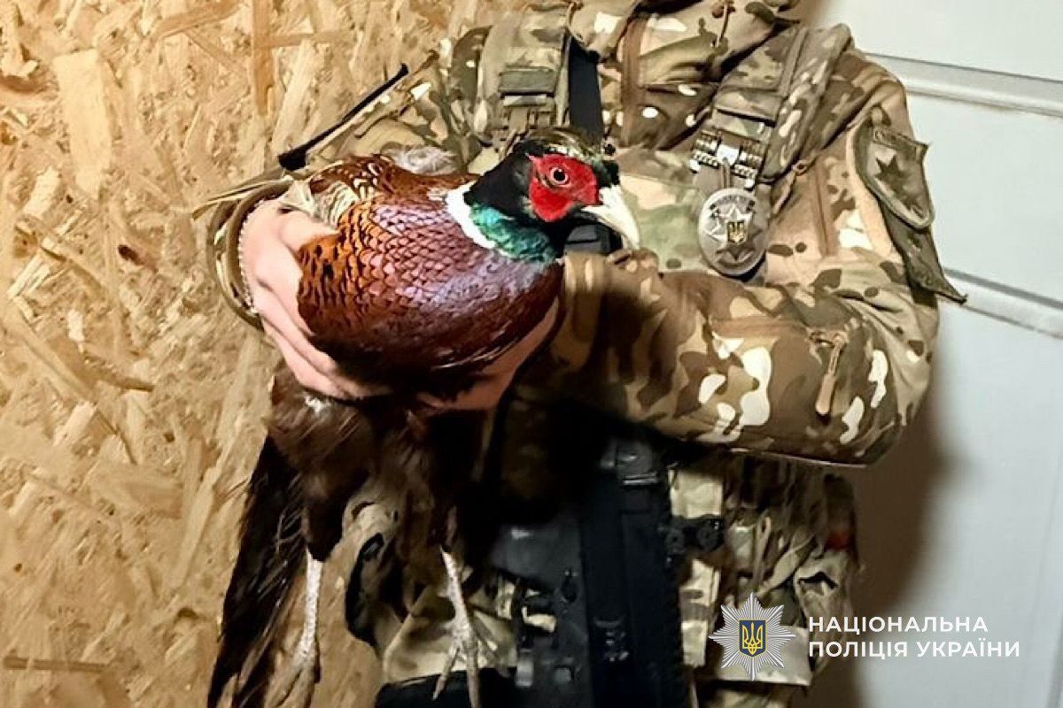 Врятований фазан