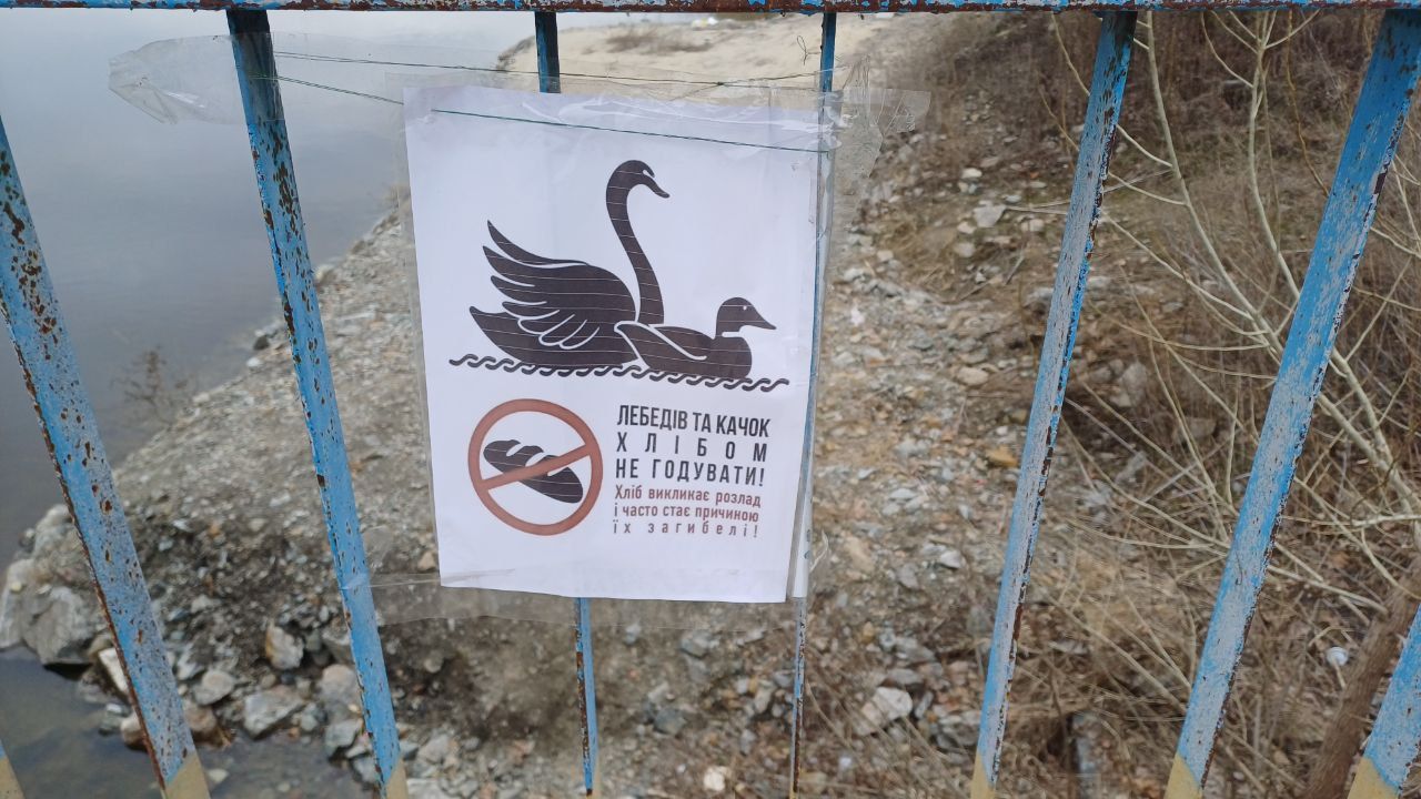 photo_2026-03-04_12-44-03 Птицам запрещено кормить хлебом