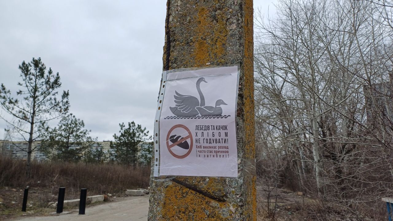 фото_2026-03-04_12-43-06 (2) Лебедей и уток нельзя кормить хлебом