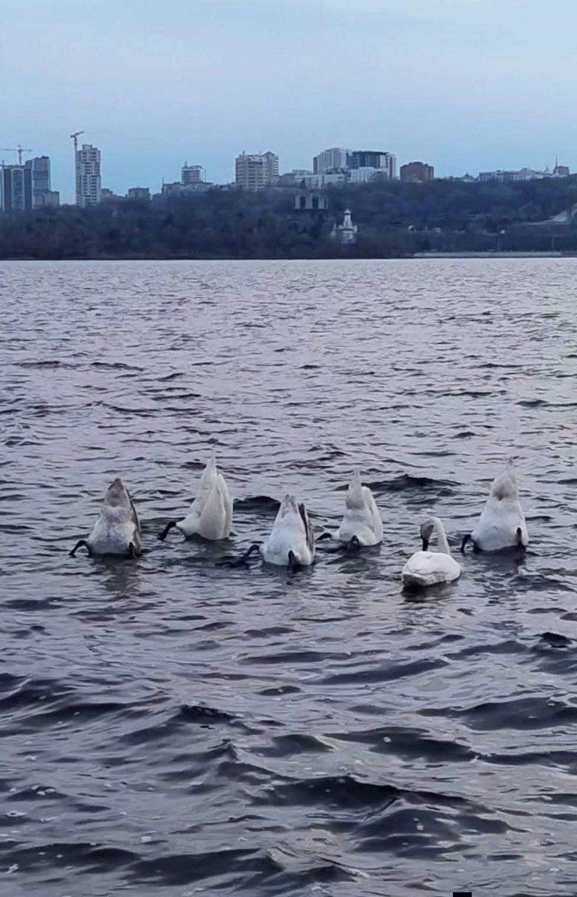 Лебеді біля Сонячної набережної