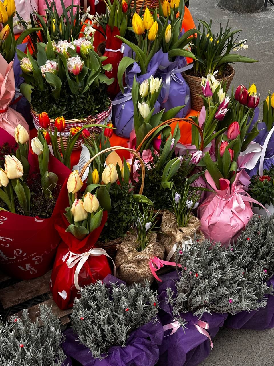 Тюльпаны в горшках. Фото: Dnepr.info