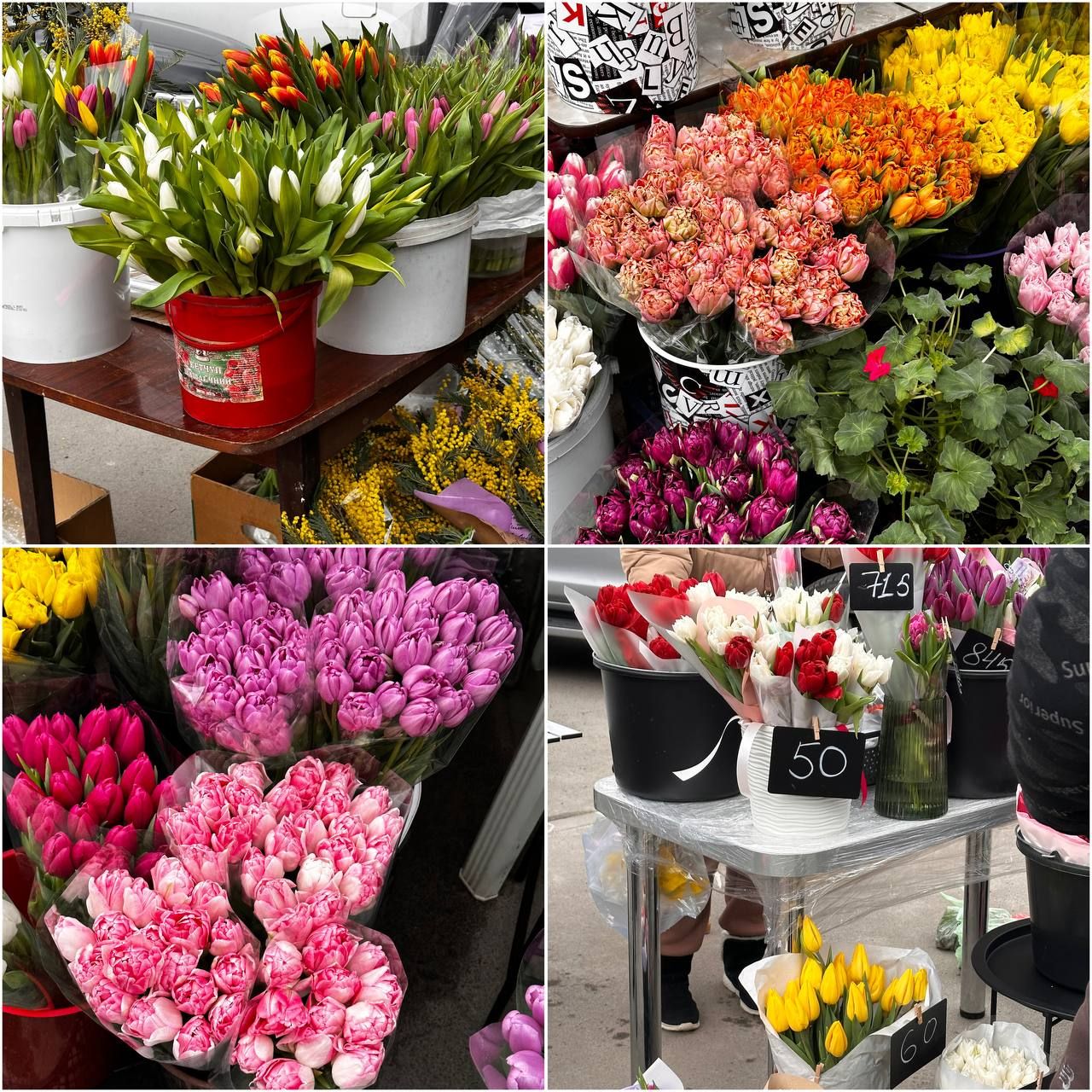 Тюльпаны. Фото: