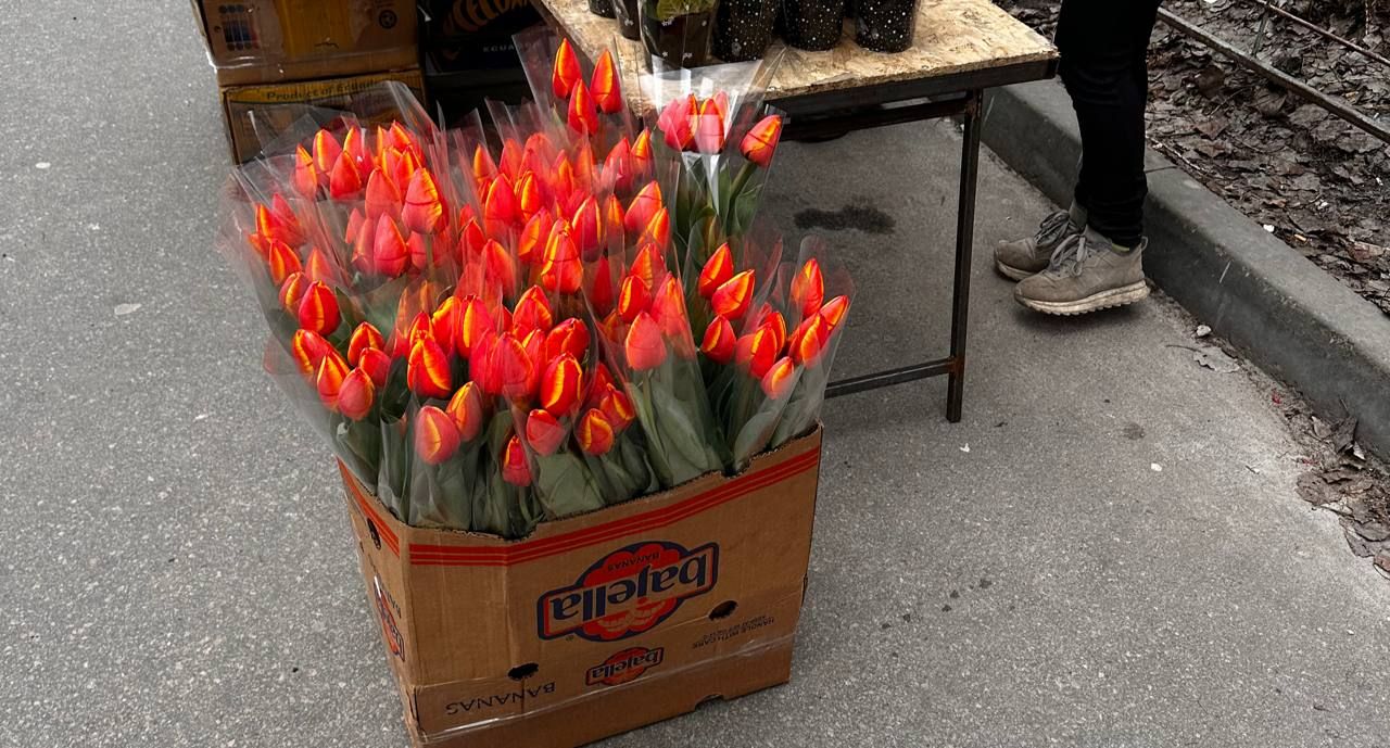 тюльпаны по 60 грн. Фото: Фото: Dnepr.info