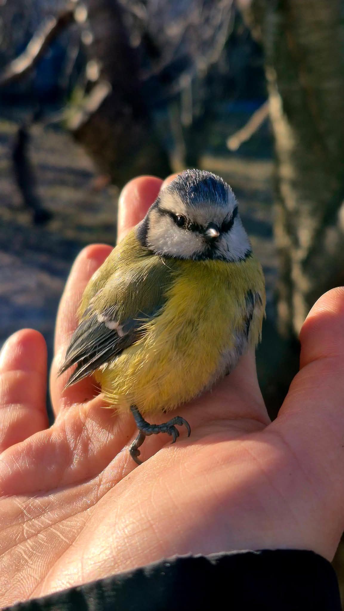 FB_IMG_1773047221893 Врятована синичка