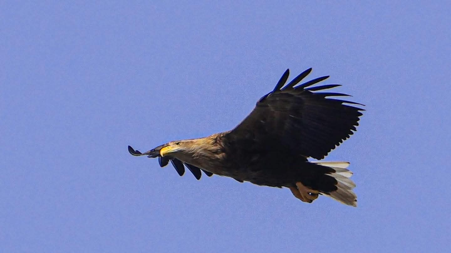 Орлан-білохвіст 