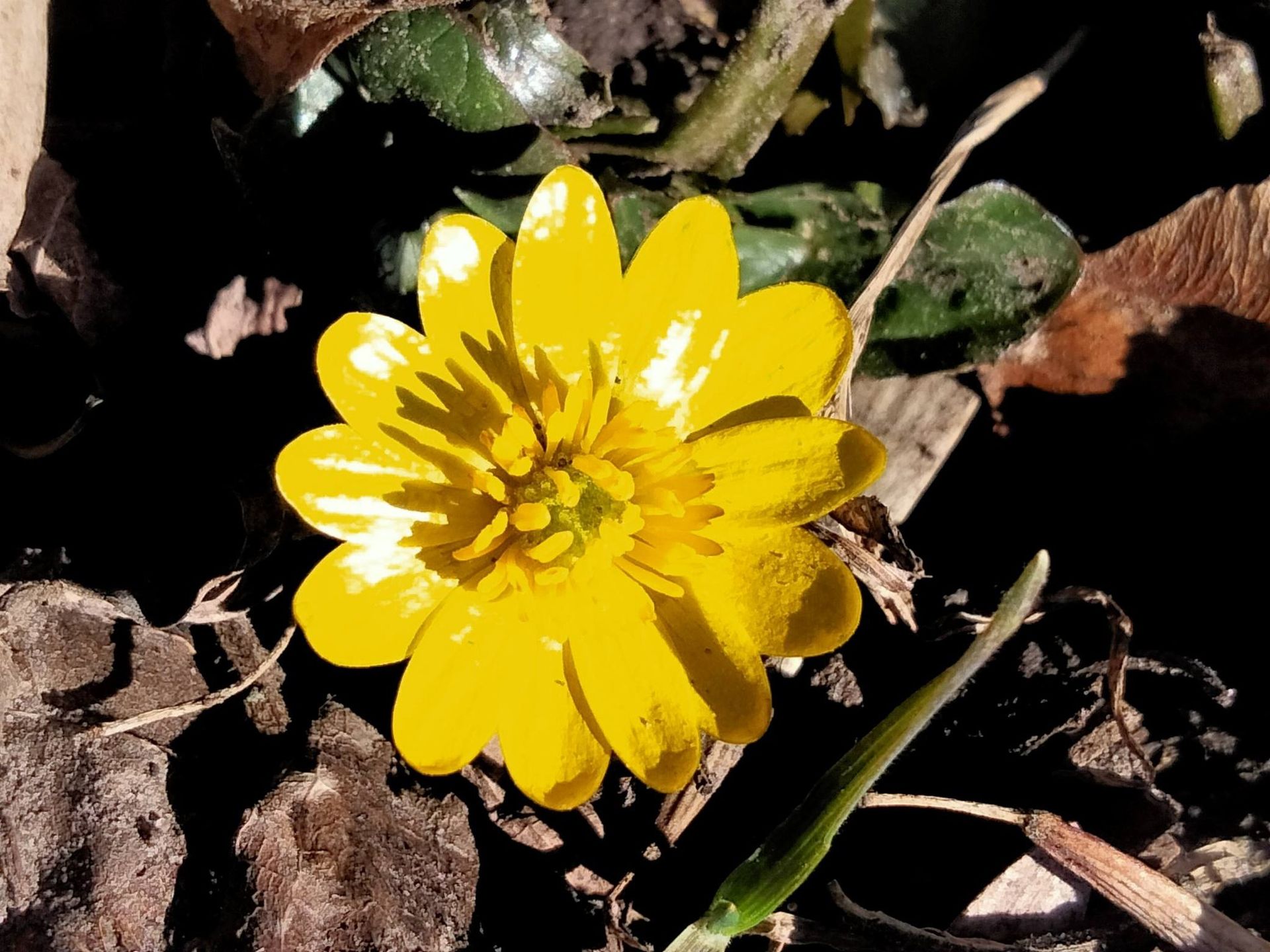 Пшінка весняна. Фото: Анатолій Кабар