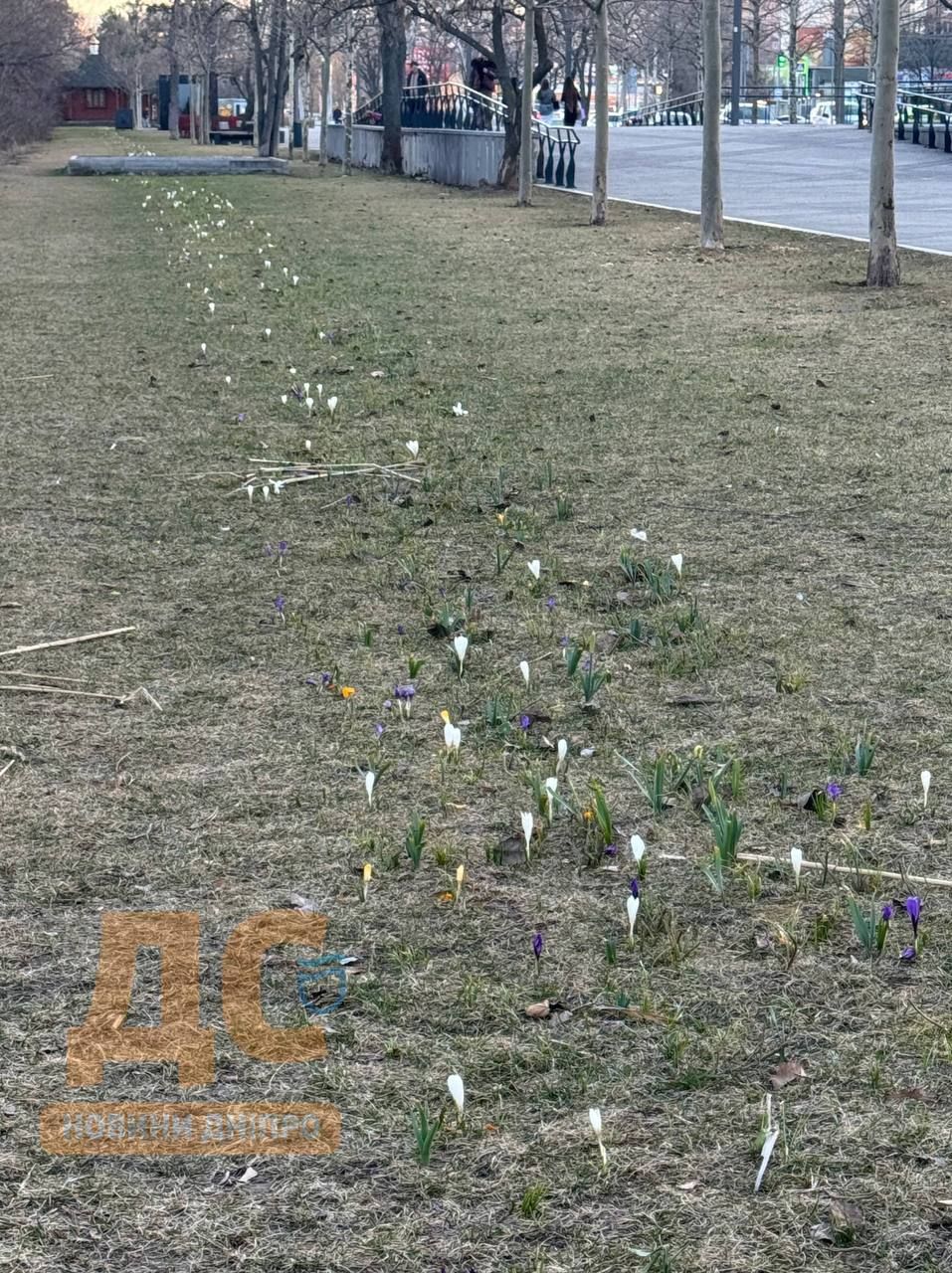 Квітуча алея у Дніпрі. Фото: "ДС"