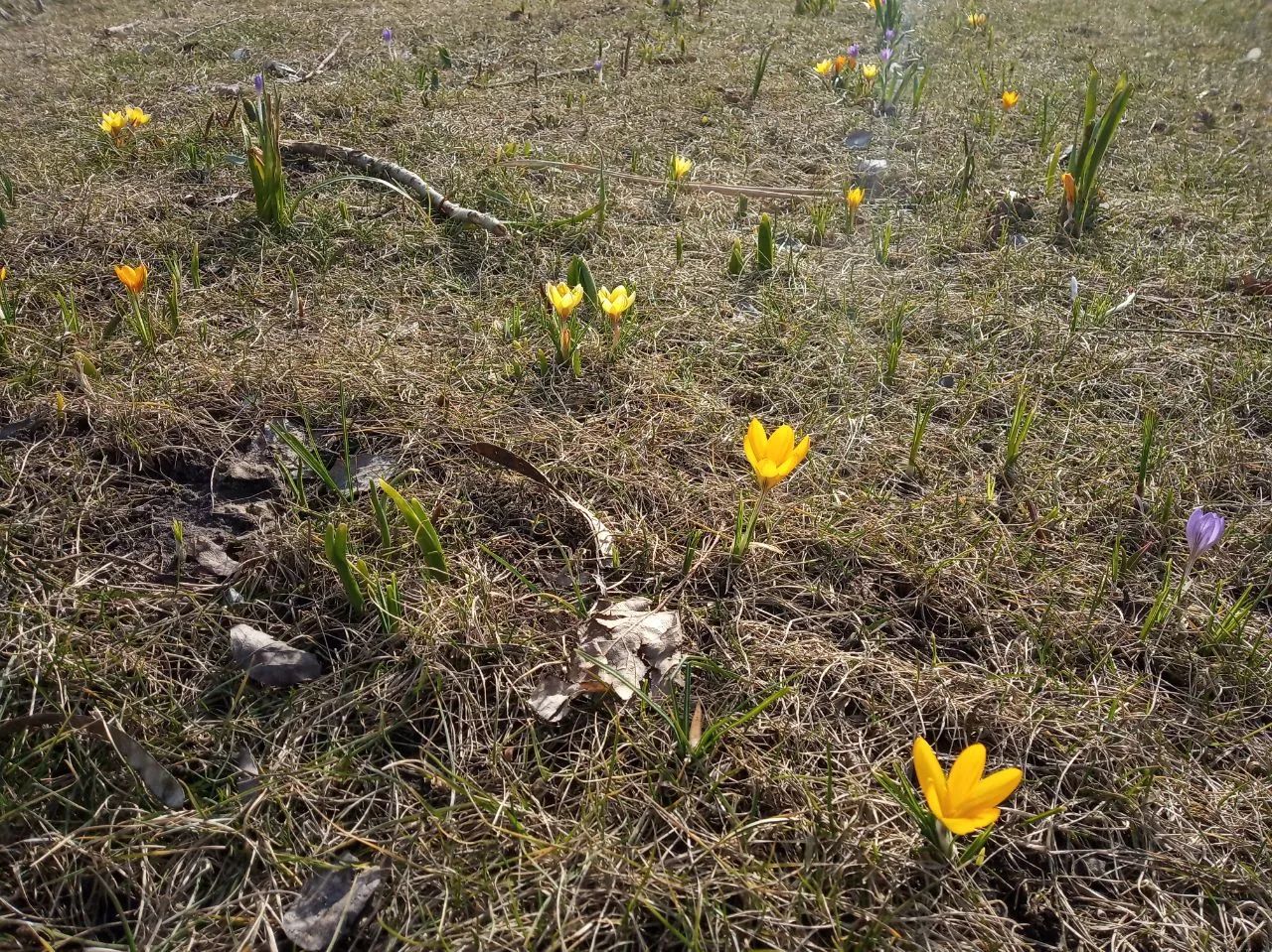 Крокусы процветают в Днепре. Фото: dnepr.info