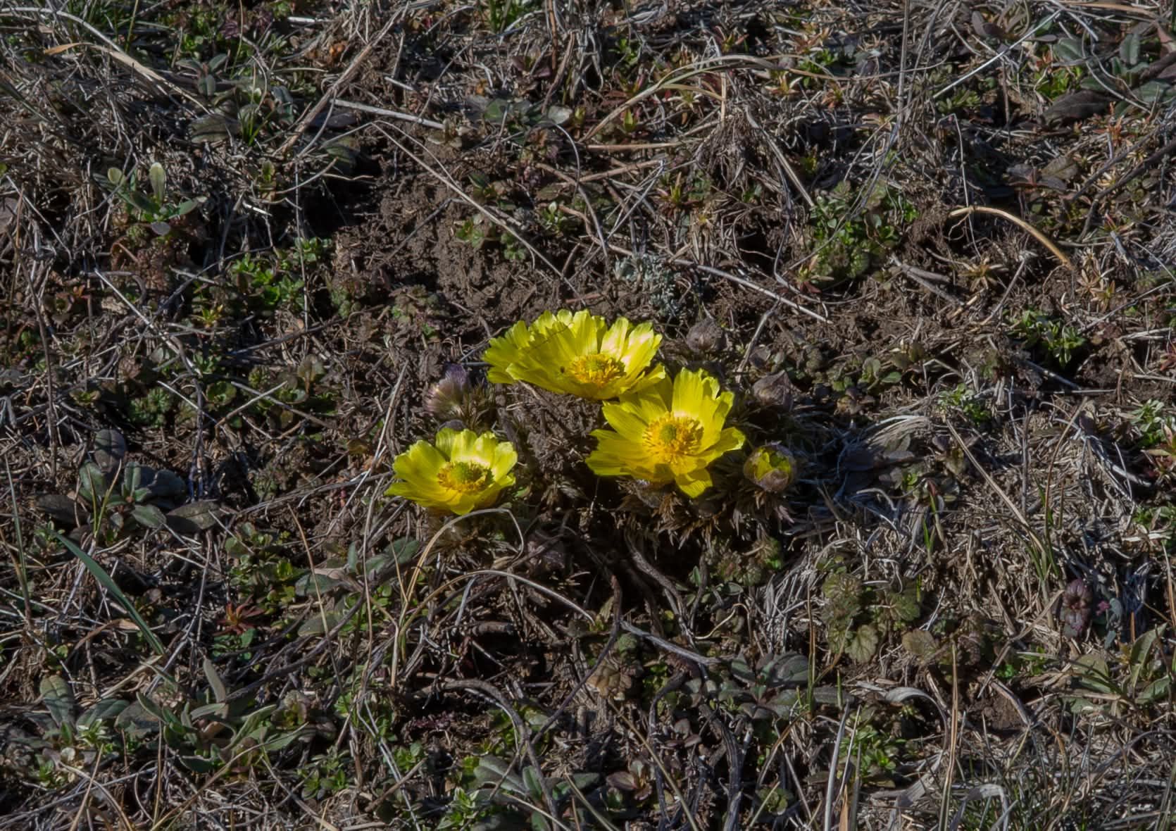 Адоніс весняний