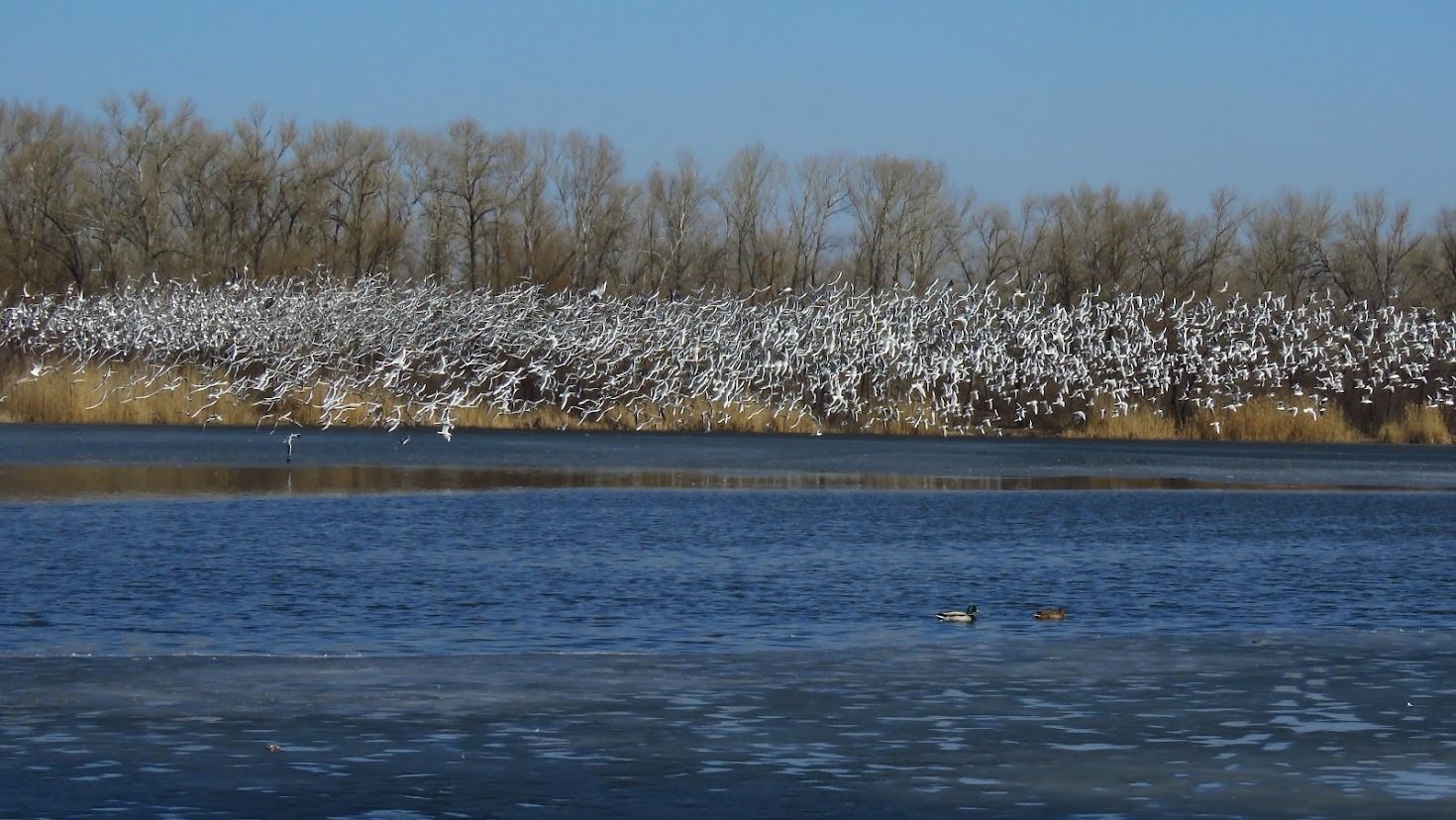 650940436_4279928308926822_5557191024128201536_n Сотні птахів одночасно кружляли над річкою. Фото: Серафима Абрамова